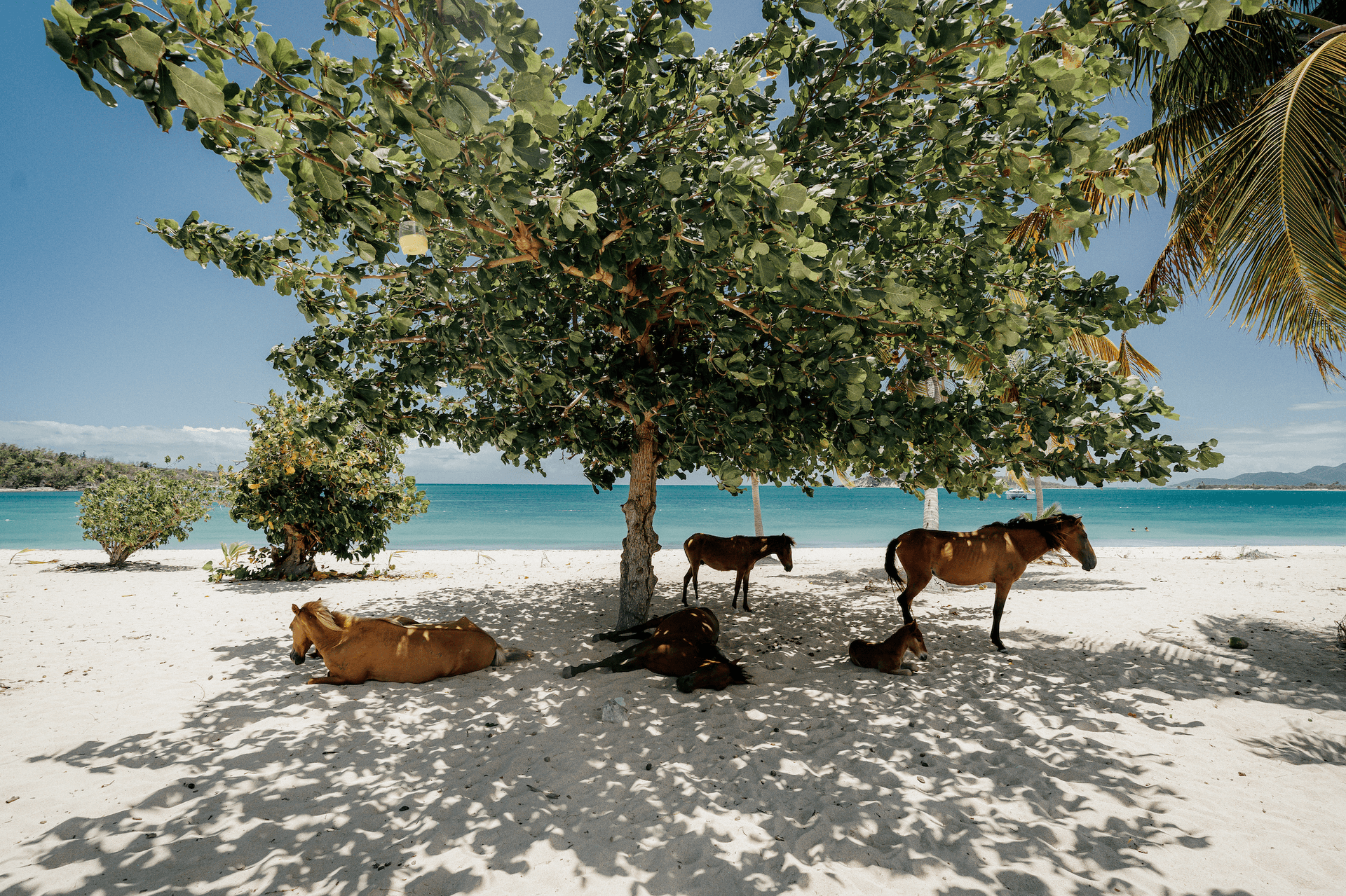 Vieques, Puerto Rico destination